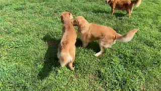 Golden retrievers play fighting in backyard 😄 [upl. by Acirtap]