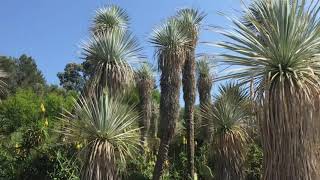 Yucca rostrata  entretien plantation et utilisation ornementale [upl. by Tronna]