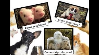 Gli animali come respirano come si nutrono come si riproducono [upl. by Zared]