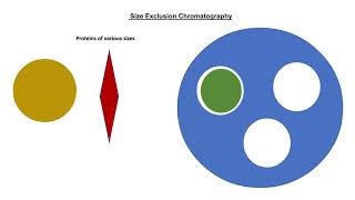 Biotechnology Hydrophobic Interaction amp Gel filtration Chromatography [upl. by Laen]