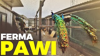 🦚 FERMA PAWI 🦚  kupiłem INDYKI 🦃 moje MINI ZOO  odc 171 [upl. by Elliott]