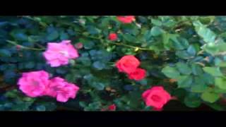 Rose quotSummer Sweetheartquot Harkness Roses England [upl. by Pradeep]