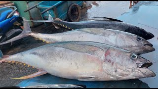 Live 01 Oct 24‼️🔥Activity of cutting tuna and various types of fresh fish at the Sorong fish market [upl. by Francisca]