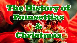 The History of the Poinsettia and Christmas  Christmas Flower [upl. by Aihseya]