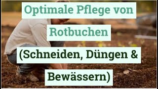 Optimale Pflege von Rotbuchen Schneiden Düngen amp Bewässern [upl. by Alameda439]