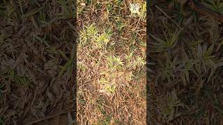 White Cynodon dactylon grass  youtubeshorts shortsfeed [upl. by Hearn241]