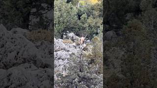 Bezoar ibex turkey trendingshorts wildlife animals reels youtubeshorts foryou viralshorts [upl. by Crysta646]