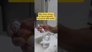 Propagating Lemongrass using liquid Growth hormone garden [upl. by Vogele]