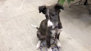 Lazuli 10 Week Silken Windhound Puppy [upl. by Meghann]