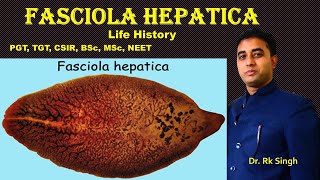 Fasciola hepatica Life History For NEET PGT TGT BSc MSc CSIR [upl. by Ysiad]