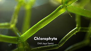 Kuliah Chlorophyta [upl. by Assenahs227]