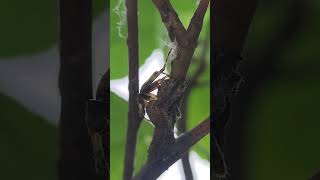 Beautiful Orb Weaver spider chillin at mulberry plant [upl. by Eelan]