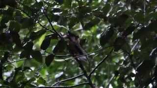 Standardwing Bird of Paradise Display [upl. by Jezebel]