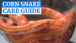 Corn Snake InDepth Care Video [upl. by Seif]