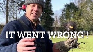 Pt6 HOW TO TRAIN A HARRIS HAWK Creance work… [upl. by Aiselad]