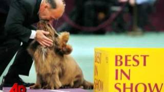 10yearold Sussex Spaniel Wins Westminster Sh [upl. by Athalie]