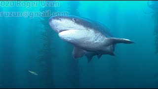 HDObservations  Broadnose SevenGill Shark 4K UHD [upl. by Ylelhsa]