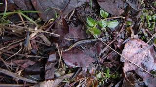 LongToed Salamander on the Move [upl. by Kcerred995]