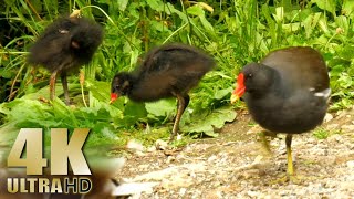 Feeding Ducks in the Morning  Moorhen Chicks Baby Coots Mallards  Nature Relaxation Video [upl. by Garris]