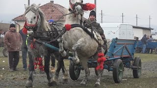 Targ de cai Gilau Cluj 5 ian 2018 [upl. by Malamut]