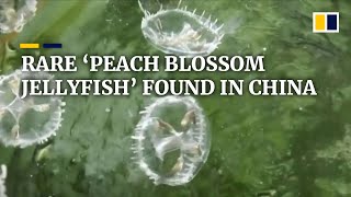 Critically endangered jellyfish found in freshwater pond in southwest China [upl. by Wyn]