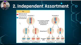 274  Meiosis Independent Assortment [upl. by Drareg]