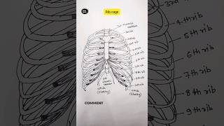 how to draw diagram of rib cageshorts viral ytshorts drawingdiagram study sciencedailylearn [upl. by Koller709]