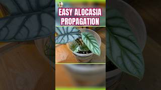 Grow Alocasia From Corms Easy Propagation [upl. by Neleh]