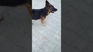 dangerous dog vs German shepherd 👺shorts viralvideo dangerous [upl. by Kaile989]