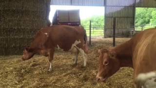 Guernsey calf being born [upl. by Nauaj]