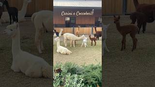 Dove vedere da vicino gli Alpaca in Italia [upl. by Neilla823]