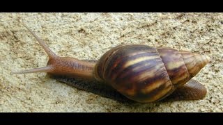 Спаривание улиток Ахатин Mating snails Achatina [upl. by Gnohp91]