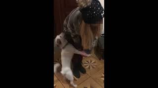 JackRussell try to hump women😆😂🤪 shorts [upl. by Bilek]