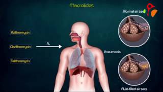 Macrolides Antibiotics Animated presentation Mechanism of action  Kinetics  Resistance  USMLE [upl. by Occor]