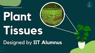 Types of plant tissues What are plant tissues and functions What is tissues in plants [upl. by Jacques]