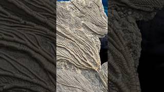 Jurassic Coast Fossil Hunting Find By Mike🤩crinoidfossilhunterfossilfinders [upl. by Ymma]