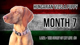 Hungarian Vizsla Puppy 6 Month 7 [upl. by Christabel467]