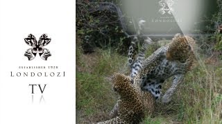 Impressive Mating Leopards  Londolozi TV [upl. by Marquis]