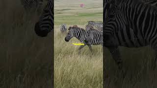 The Secret Behind Zebras Amazing Stripes shorts [upl. by Garwood810]