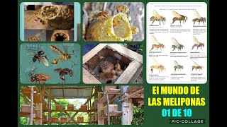 Como es la MELIPONICULTURA y que son las Meliponas 🎥 CAP N1 👉 Opotunidad para paises calidos 🐝🐝 [upl. by Venu]