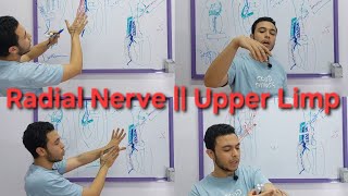 Radial Nerve Courseinjury  Cubital Fossa  Upper Limp [upl. by Clift]