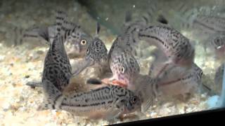 corydoras trilineatus feeding time [upl. by Hobie]