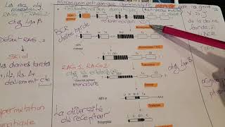 Immunologie polymorphisme la recombinaison somatique au niveau de la moelle osseuse [upl. by Luelle]