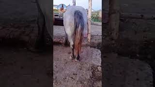 Best wild horses Mare revolutionising young foals future stallions Horses 01 [upl. by Korb176]