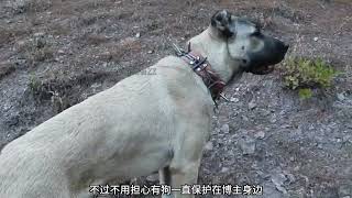 牧羊犬在树林中驱赶抓羊的狼，它们与狼爆发了冲突牧羊犬 [upl. by Lauber520]