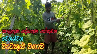 වැටකොළු වගාව  Ribbed Gourd Cultivation  wetakolu wagawa  Home gardening  gewathu wagawa [upl. by Arrio850]