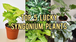 Top 5 Lucky Syngonium Plants for Abundance and Prosperity [upl. by Hodges]