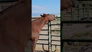 Sundance is enjoying a belly scratch gvhr horserescue equestrian [upl. by Sathrum253]