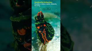 Nembrotha nudibranch mabul sabah scubadiving [upl. by Learrsi]