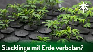 Stecklinge mit Erde verboten  DHVNews  425 [upl. by Mohandis]